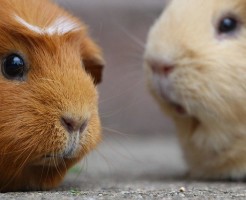 guinea-pig-gd3ea69db2_640