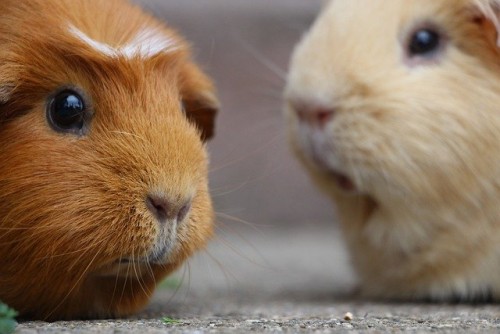 guinea-pig-gd3ea69db2_640